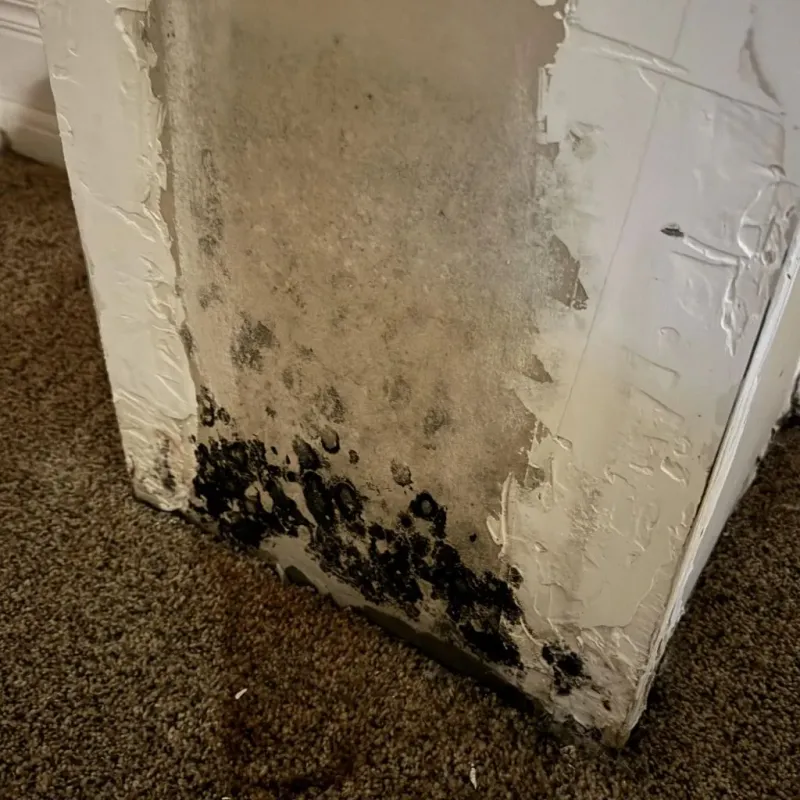 Professional Mold Removal in Freeburg, IL